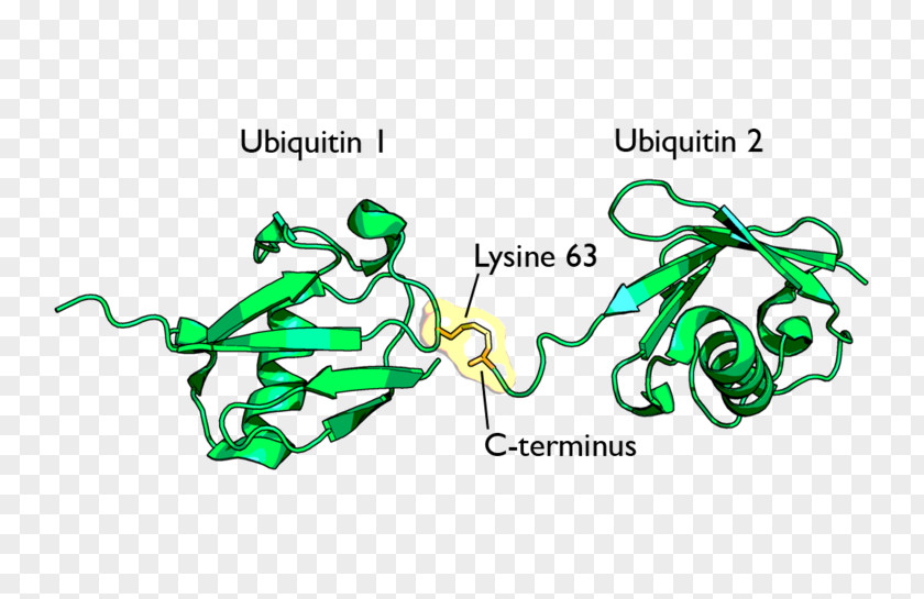 Ubiquitination Lysine Protein Proteasome PNG