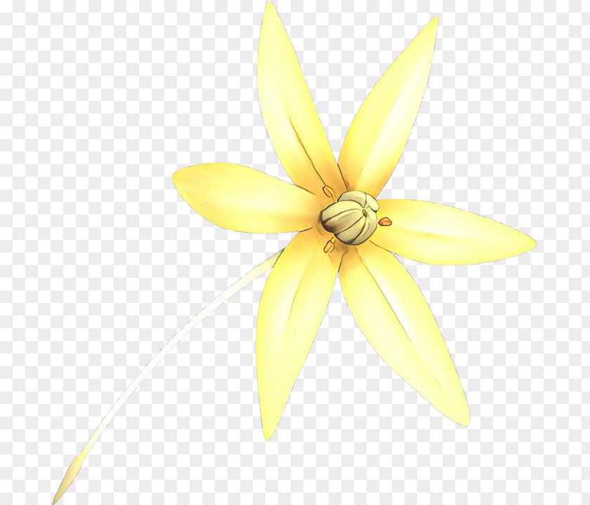 Wheel Wildflower Flower White PNG