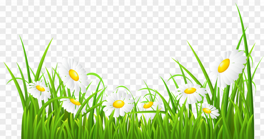 White Daisies And Grass Transparent Clip Art Image Common Daisy PNG