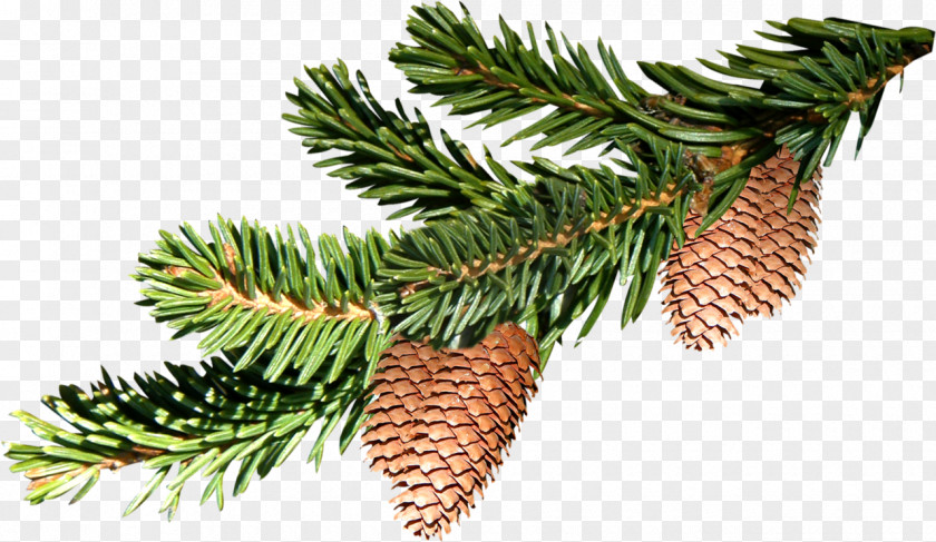 Fir-tree Pine Fir Tree PNG