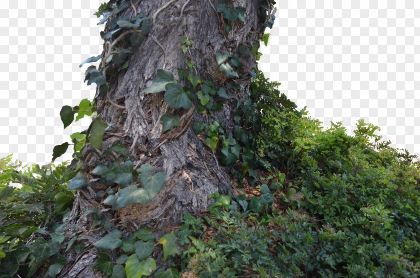 Ivy Tree Trunk Branch Rainforest PNG