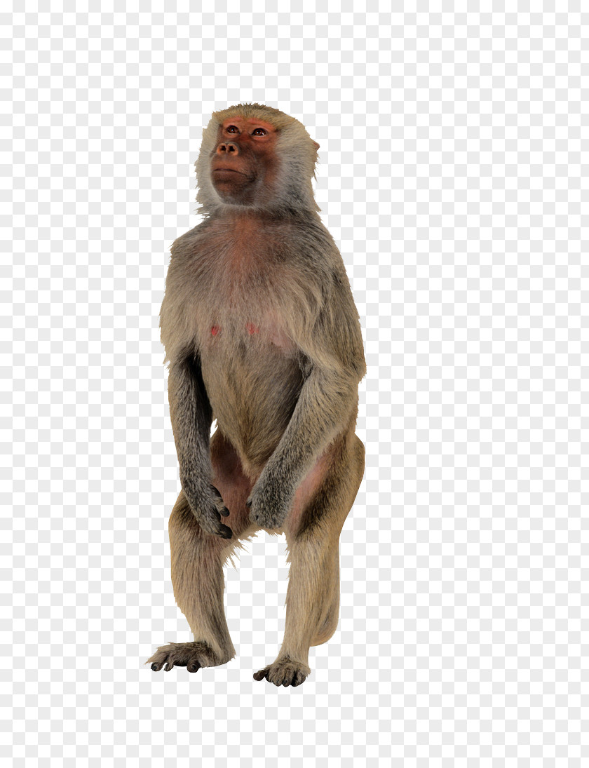 Monkey Macaque Polar Bear Primate Ape PNG