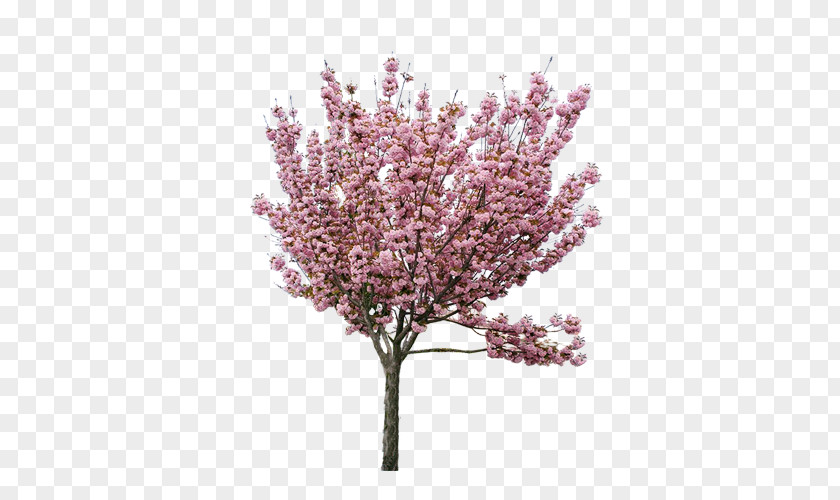 Pink Cherry Material Market Blossom Peach Tree PNG
