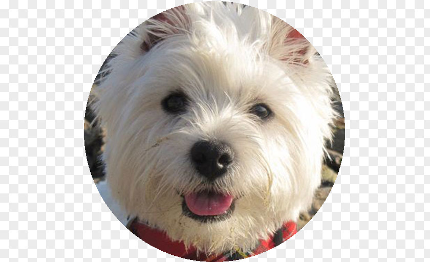 Puppy West Highland White Terrier Dandie Dinmont Cairn Glen Of Imaal Norfolk PNG