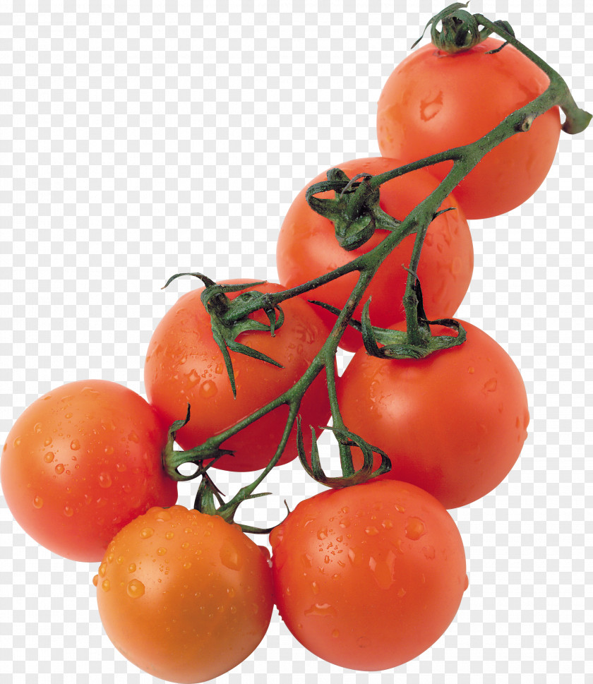 Tomato Plum Bush Lycopersicon PNG