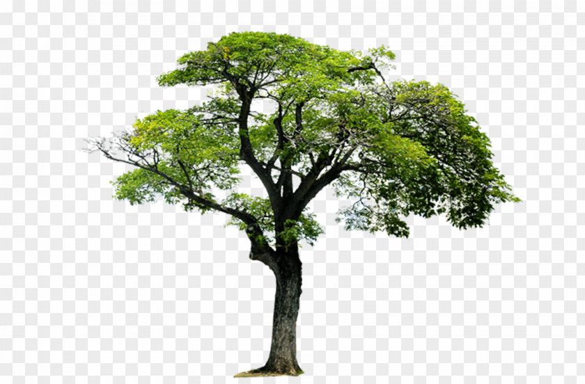 Trees,Trees,Landscape Tree Acrylonitrile Butadiene Styrene Monomer 1,3-Butadiene PNG