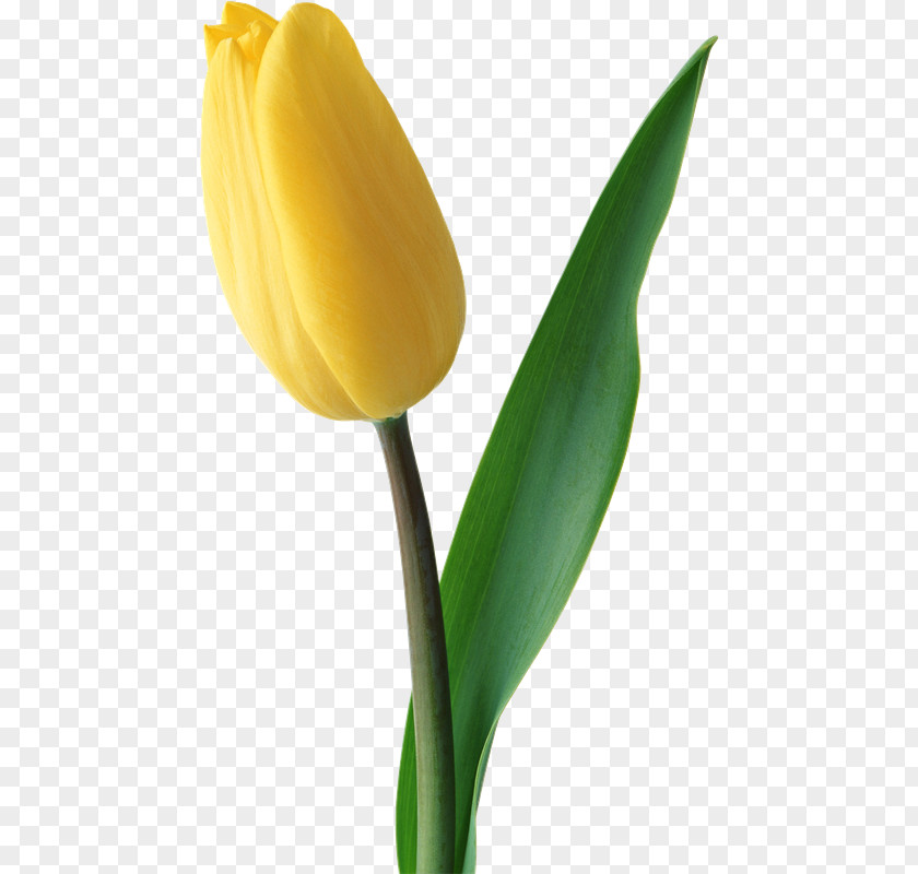 Tulip Flower Bouquet Yellow Red PNG