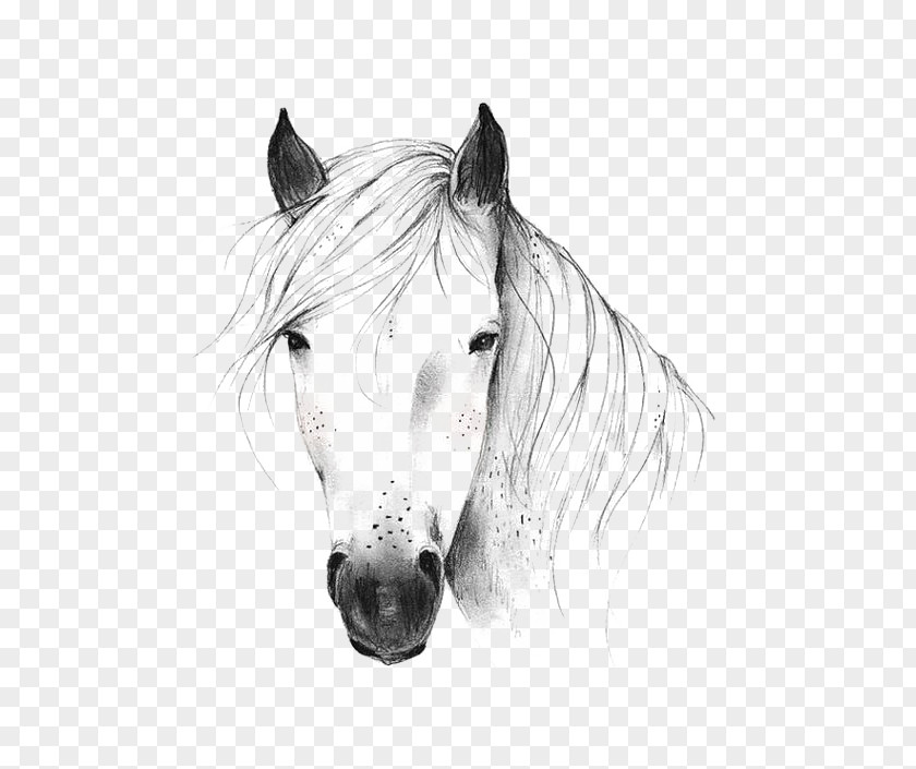 Whitehorse Wild Horse Drawing Illustration PNG