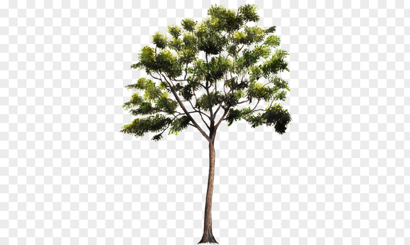 Cedrus Pine Tree Libani Drawing Image PNG