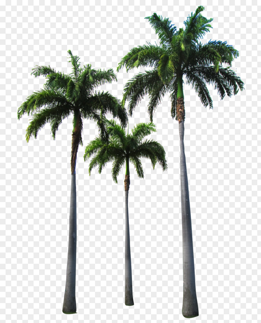 Coconut Tree African Oil Palm Arecaceae Clip Art PNG