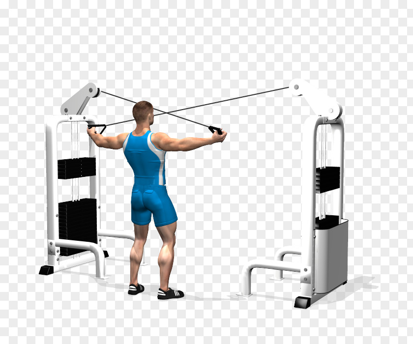 Fly Shoulder Rear Delt Raise Physical Fitness Exercise Deltoid Muscle PNG