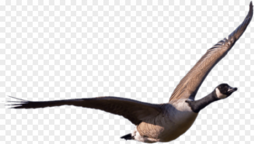 Goose Duck Bird Cygnini PNG