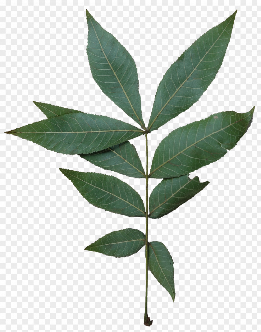 Leaf Bitternut Hickory Carya Tomentosa Tree Ovalis PNG
