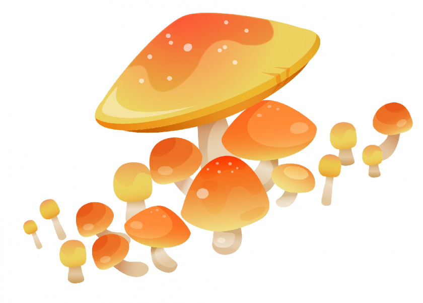 Mushroom Drawing Fungus Agaricus Image PNG