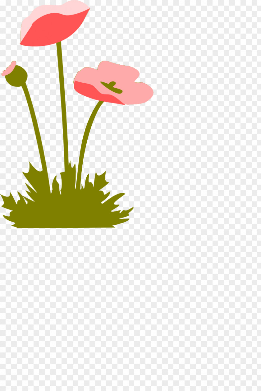 Poppy Flowers Paper PNG