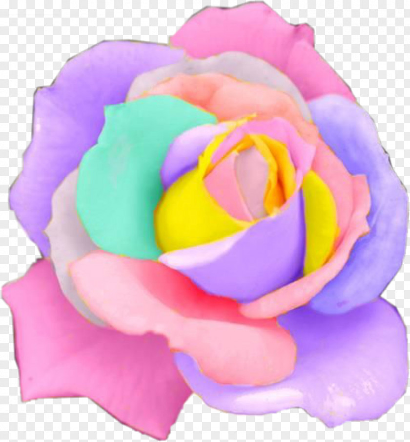 Rose Rare Holland Rainbow Flower Seeds Garden Roses PNG