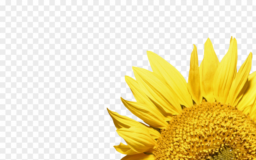 Vector Sunflower Common Clip Art PNG