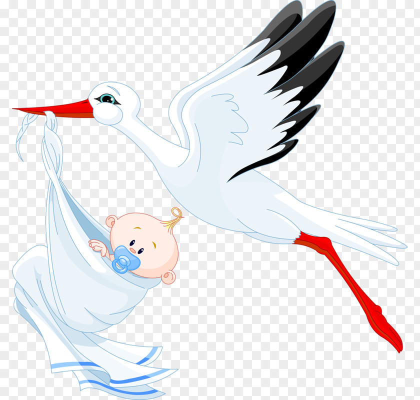 Diao Bird Child White Stork Infant Clip Art PNG