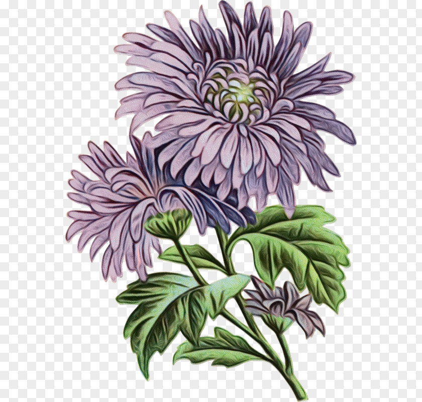 Flower Plant Purple African Daisy Petal PNG