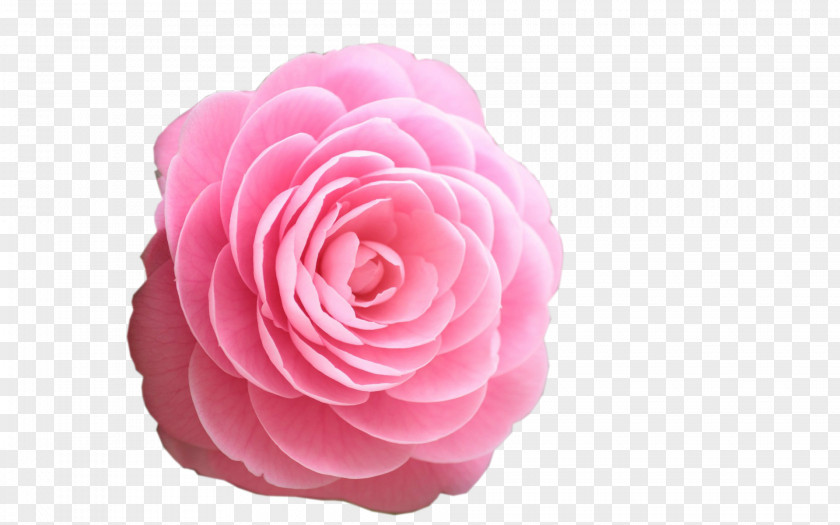 Pink Rose Flower Desktop Wallpaper High-definition Television PNG