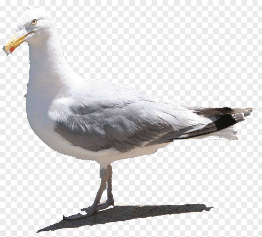 Rock Dove Ring Billed Gull Bird PNG