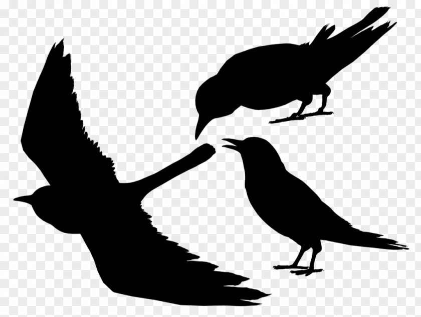 Clip Art Fauna Silhouette Beak PNG