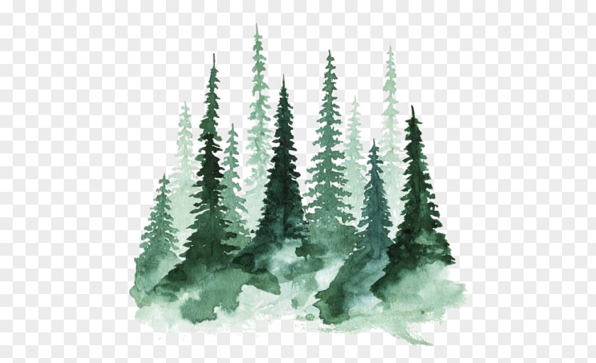 Forest Study Of A Tree Watercolor Painting Pine PNG