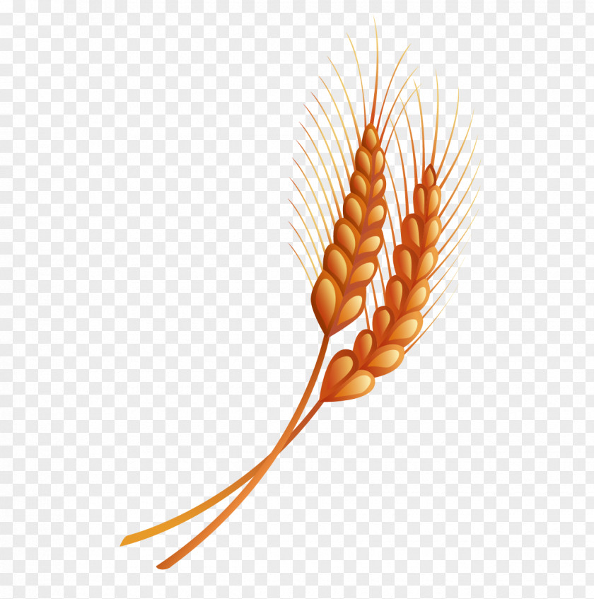 Hand Drawn Vector Material Wheat Drawing PNG