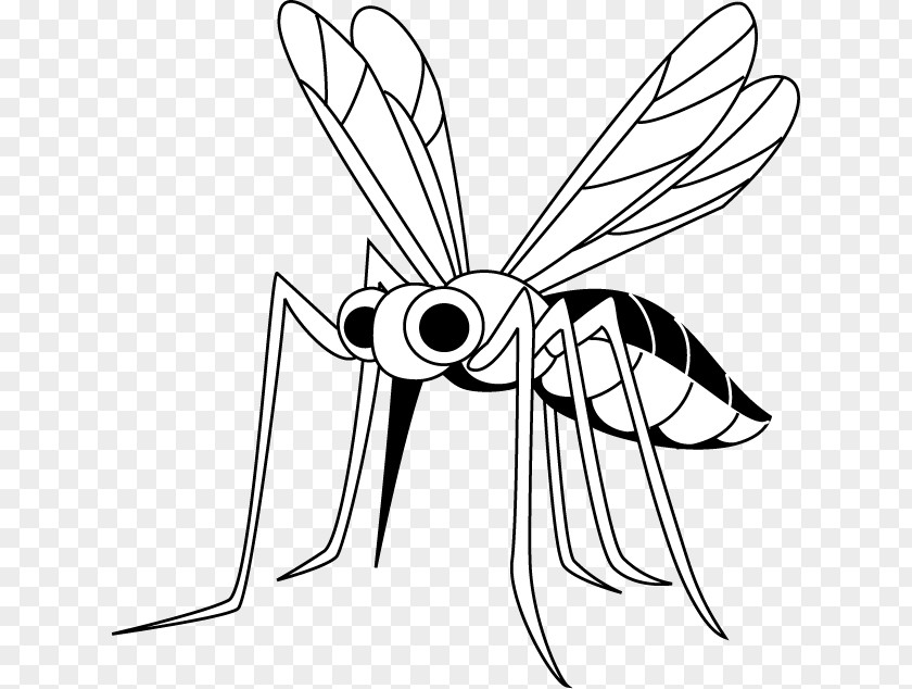 Mosquito Insect Illustration Filariasis 幼虫 PNG