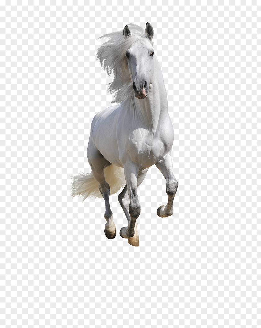 Runner Mustang Andalusian Horse American Paint Arabian Equestrian PNG