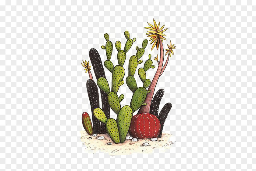 Cactus Cactaceae Drawing Watercolor Painting Succulent Plant Illustration PNG