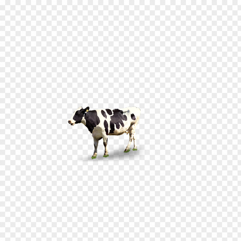 Dairy Cow Cattle Pattern PNG