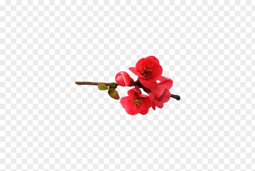 Red Flower Bones Clip Art PNG