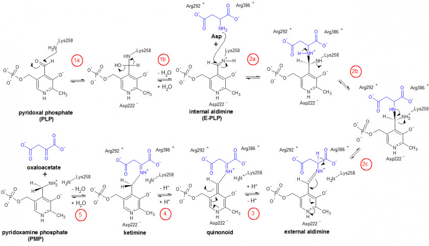 Biosynthesis Metabolism Biochemistry Alpha-Ketoglutaric Acid Anabolism PNG