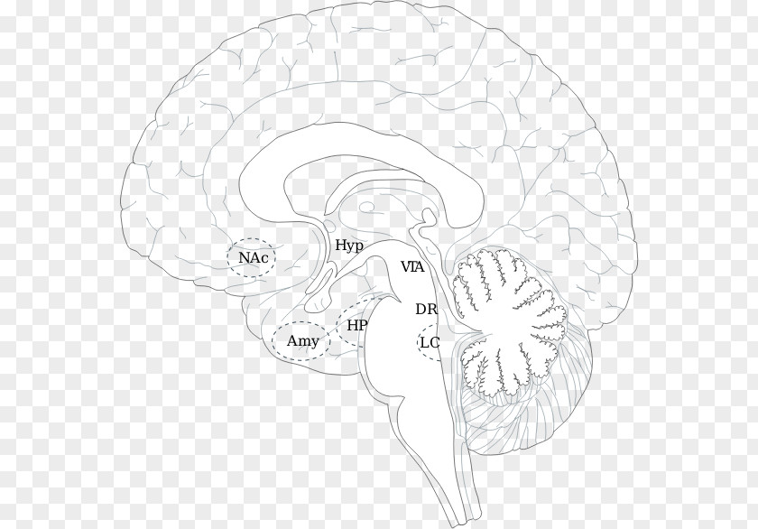 Brain Human Head Ear PNG