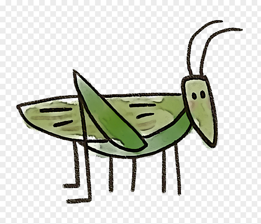 Insect Grasshopper PNG