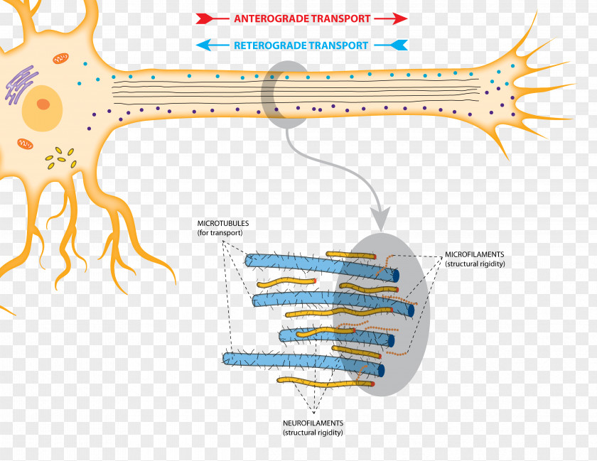 Nucleus Axonal Transport Anterograde Amnesia Neurotransmitter Microtubule PNG