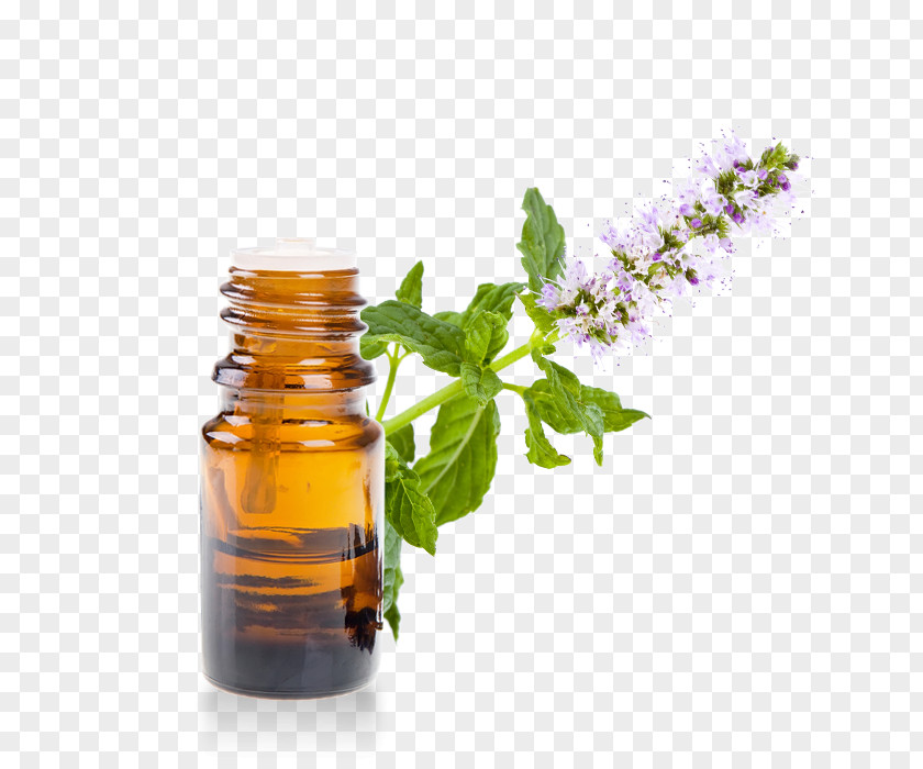 Oil Mentha Arvensis Pennyroyal Essential Huile Essentielle De Menthe PNG