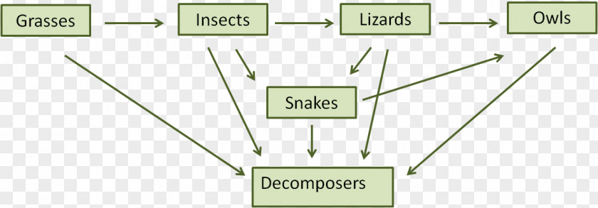 Pyramid 5 Step Food Chain Web Decomposer Ecosystem PNG