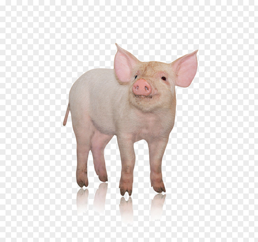 The Head Of Pig Danish Landrace Photography Pork Livestock PNG