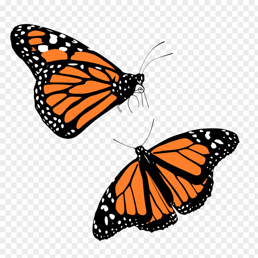 Butterfly The Monarch Insect Clip Art PNG