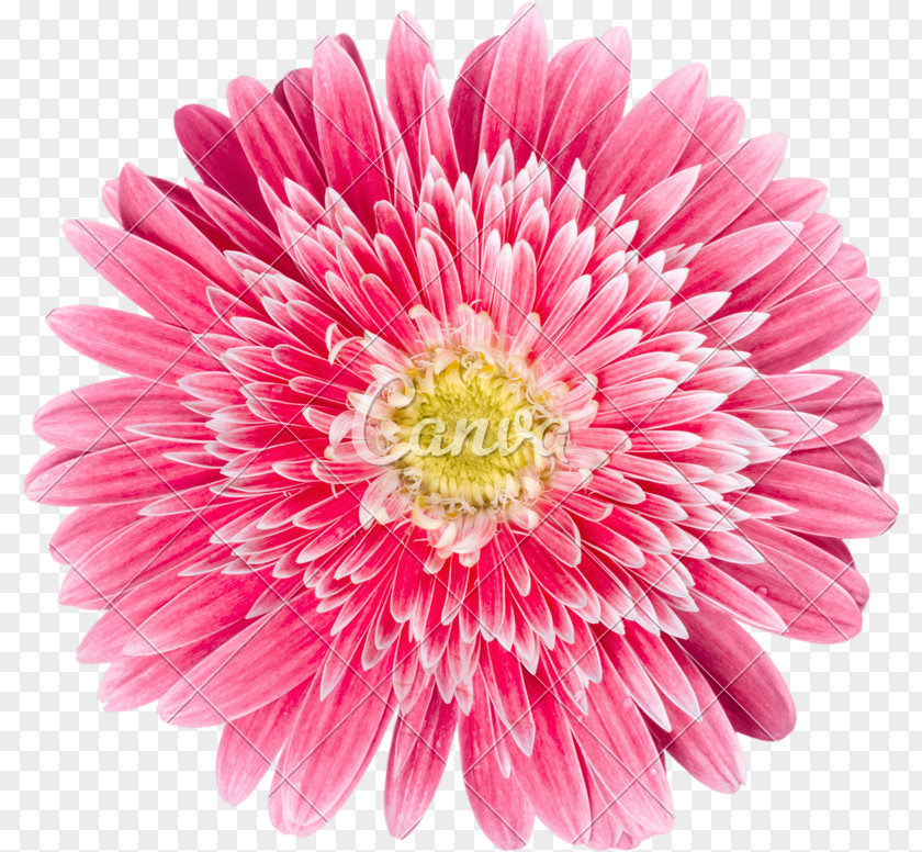 Gerbera Transvaal Daisy Family Common Watercolor Painting PNG