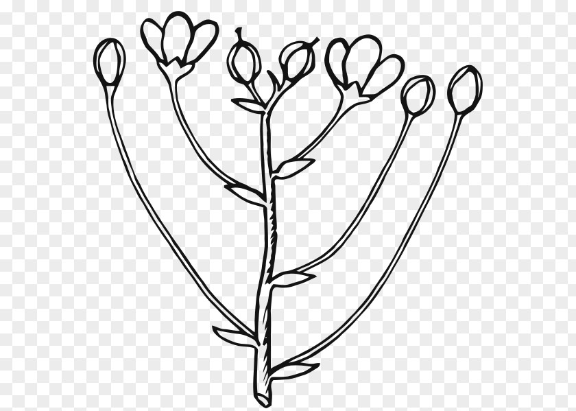 Inflorescence Clip Art Bud Flower Openclipart Free Content PNG