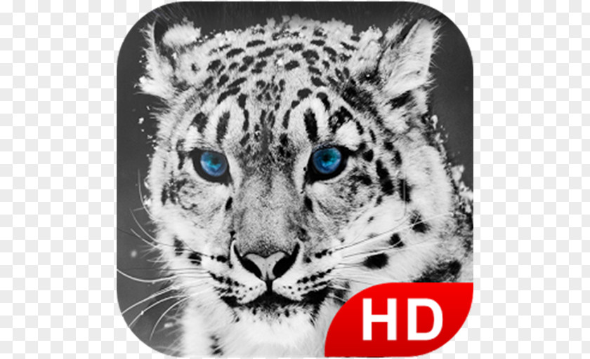 Leopard Snow Tiger Desktop Wallpaper Big Cat PNG