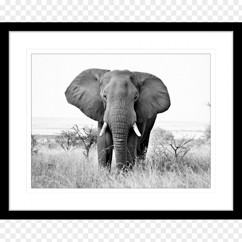 African Elephant Black And White Indian Photography PNG
