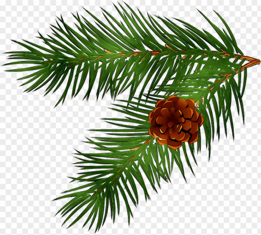 Branch Pine Fir Tree Conifer Cone PNG