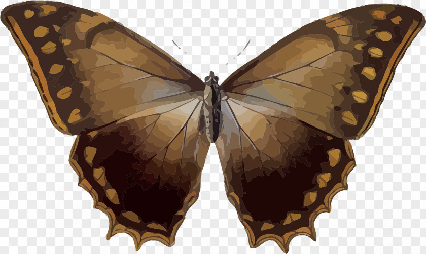 Brown Butterfly Morpho Theseus Insect Peleides PNG
