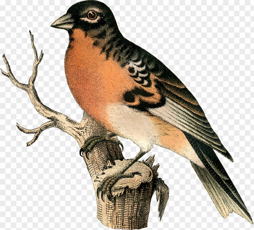 Falcon Hawk Finches Lark Beak PNG