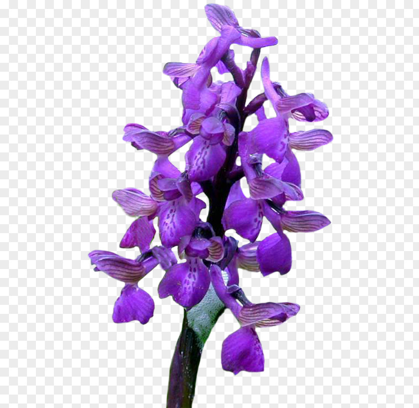 Flower Cut Flowers Orchids God PNG