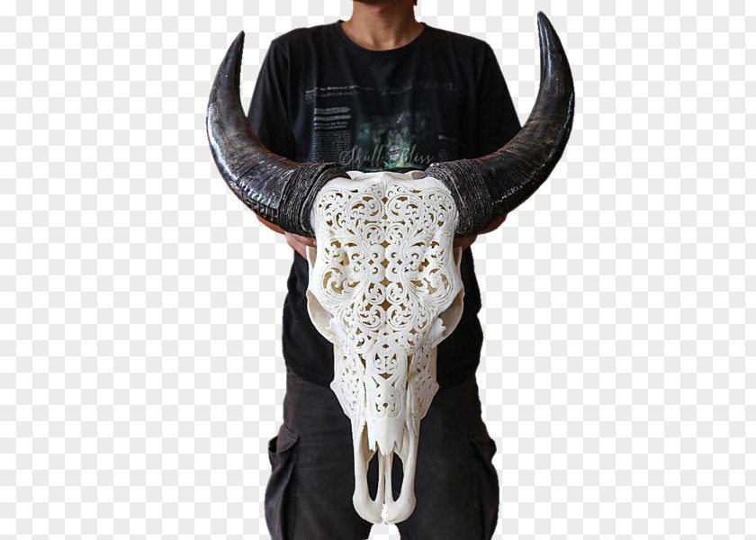Skull Cattle XL Horns Bull PNG